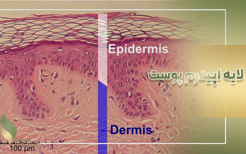 لایه درم (derm) یا مزودرم از لایه های پوست مهم