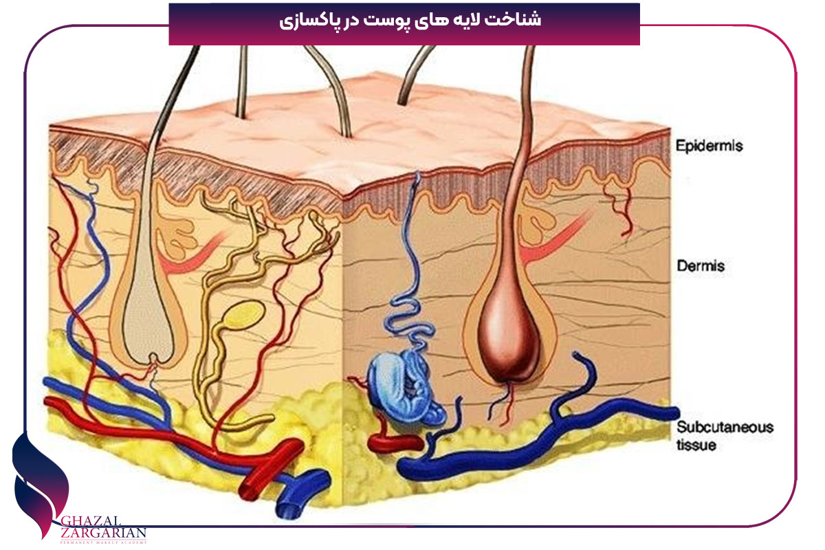 لایه روی پوست از سلول های مرده تشکیل شده است درست یا نادرست