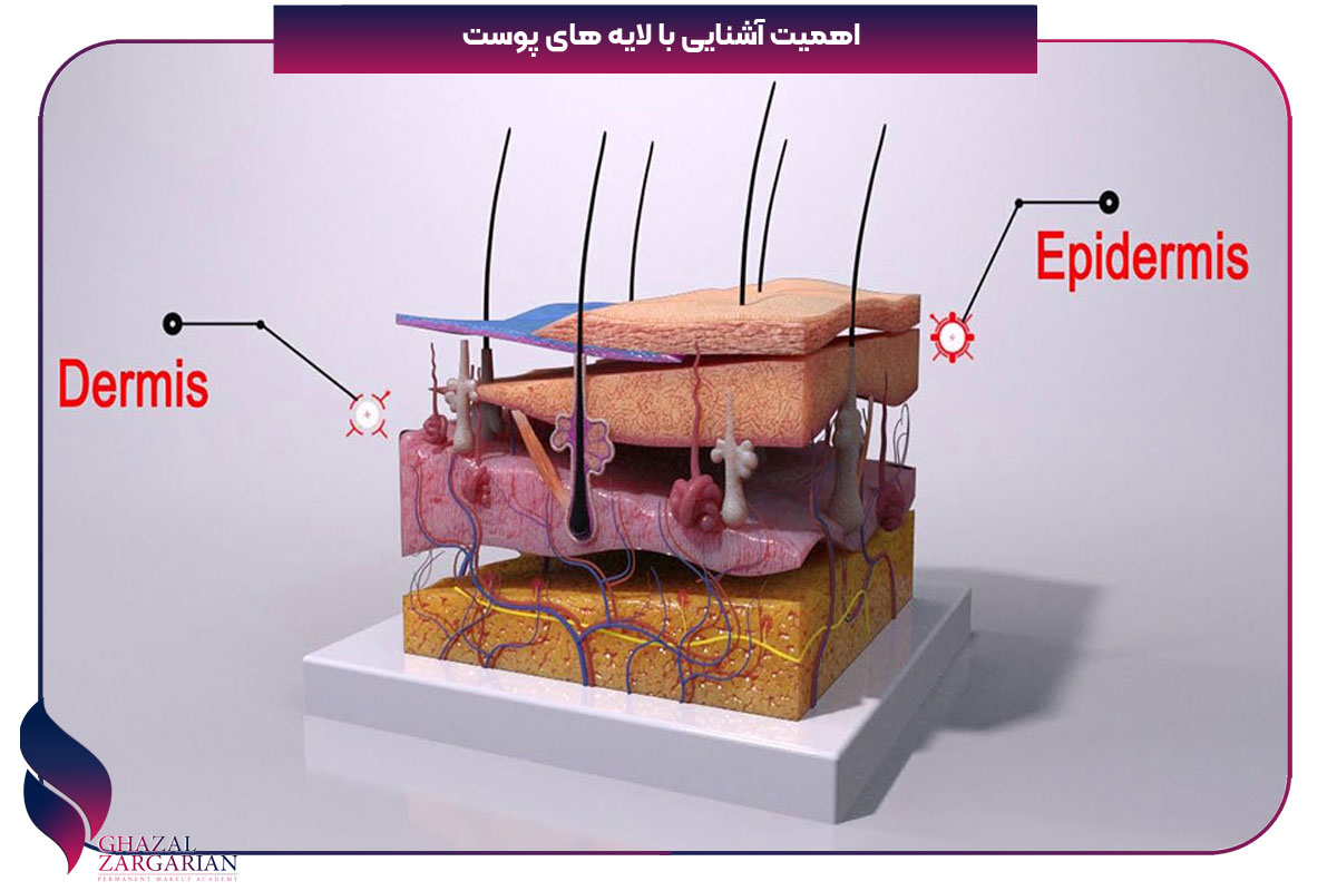 لایه میانی پوست